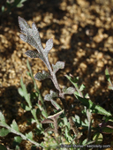 Lepidium virginicum var. robinsonii