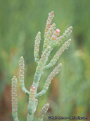 Salicornia pacifica