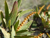 Sebastiania bilocularis