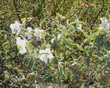 Solanum hindsianum