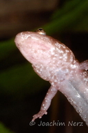 Common Blackbelly Salamander
