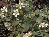 Geranium cuneatum ssp. hololeucum