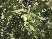 Quercus griesa