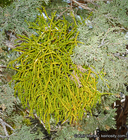 Phoradendron juniperinum