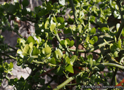 Phoradendron macrophyllum