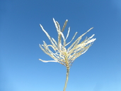 Thelypodium integrifolium ssp. affine