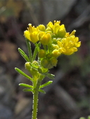 Descurainia pinnata ssp. brachycarpa