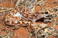 Eyre Basin Beaked Gecko