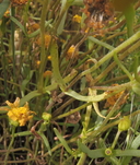 Lasthenia glabrata ssp. glabrata