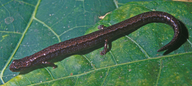 Pine-dwelling Minute Salamander
