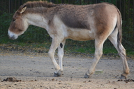 Equus kiang