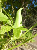 Cyclanthera pedata