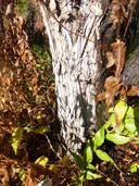 Juniperus ashei