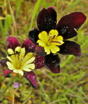 Sparaxis tricolor