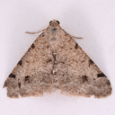 Californian Granite Moth