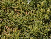 Ericameria ophitidis