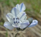 Largeflower Triteleia