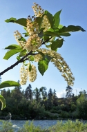 Prunus virginiana var. melanocarpa