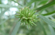Salix exigua var. exigua
