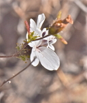 Calycadenia pauciflora