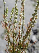 Oligomeris linifolia