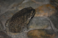Asian Spiny Toad
