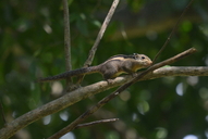 Malaysian Striped Squirrel