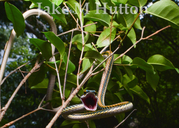 Mexican Parrot Snake