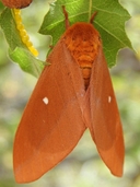 Oslar's Oakworm Moth