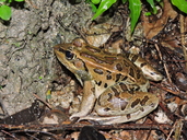 Forrer's Leopard Frog
