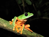 Black-eyed Tree Frog