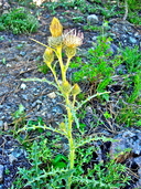 Cirsium cymosum var. cymosum