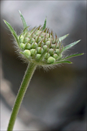 Lomelosia graminifolia