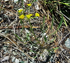 Lomatium triternatum