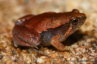 Mihintale Red Narrow-mouthed Frog