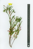 Camissonia integrifolia