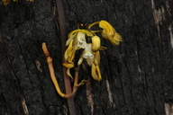 Erythrorchis cassythoides