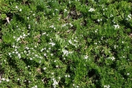 Myoporum parvifolium