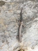 Firschein's False Brook Salamander