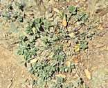 Pediomelum californicum