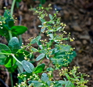 Galium sparsiflorum ssp. sparsiflorum