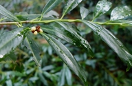 Prunus laurocerasus var. zambeliana
