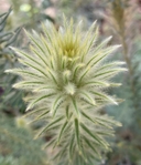 Phylica pubescens