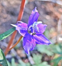 Delphinium decorum ssp. tracyi