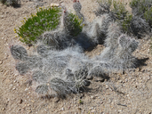 Grizzly Bear Cactus