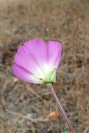 Clarkia gracilis ssp. albicaulis
