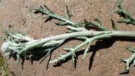 Eriophyllum lanatum var. grandiflorum