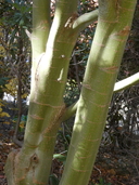 Acer oliverianum