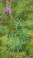 Centaurea scabiosa ssp. scabiosa