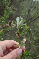 Salix scouleriana
